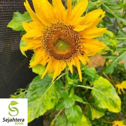 Double Sun Sunflower Seeds - 30+ Heirloom, Large, Bold & Rare Blooms