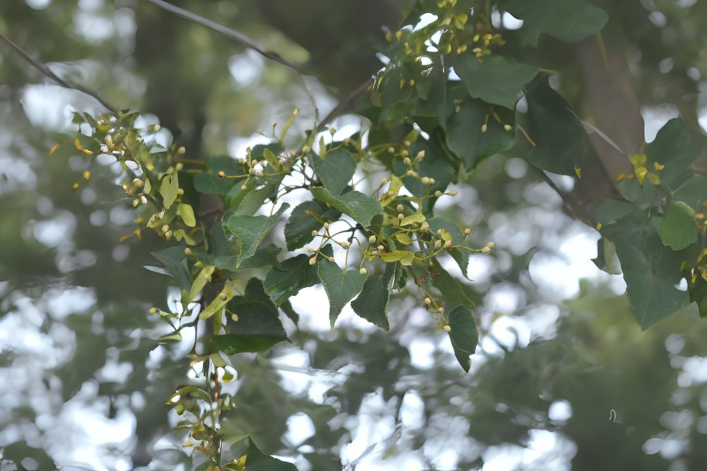 Amur Lime Amur Linden (Tilia amurensis)