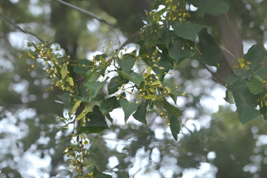 Amur Lime Amur Linden (Tilia amurensis)