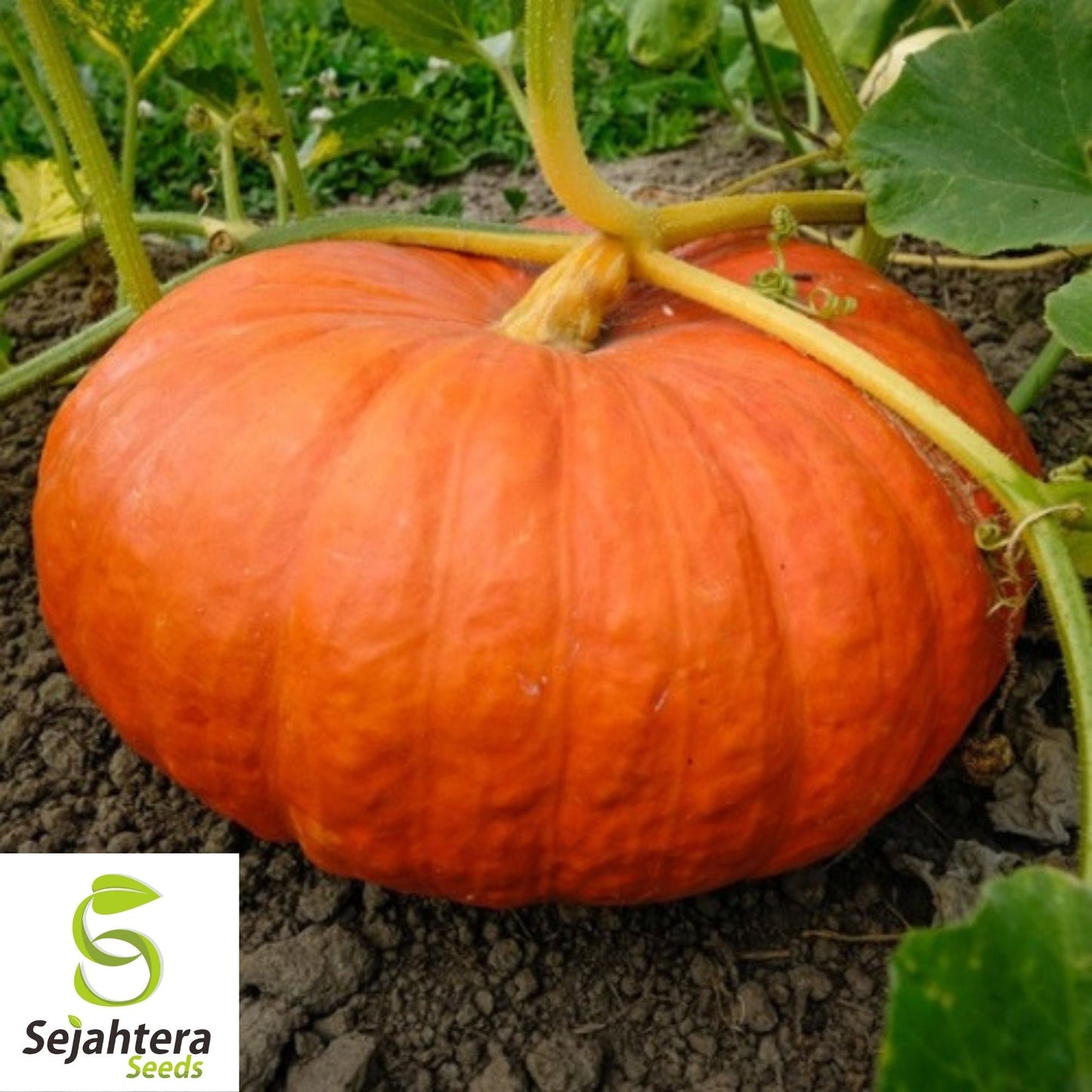 Cinderella Pumpkin Seeds 10 Ct | Rouge vif D'Etampes Heirloom NON-GMO USA