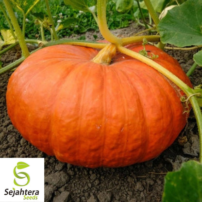 Cinderella Pumpkin Seeds 10 Ct | Rouge vif D'Etampes Heirloom NON-GMO USA