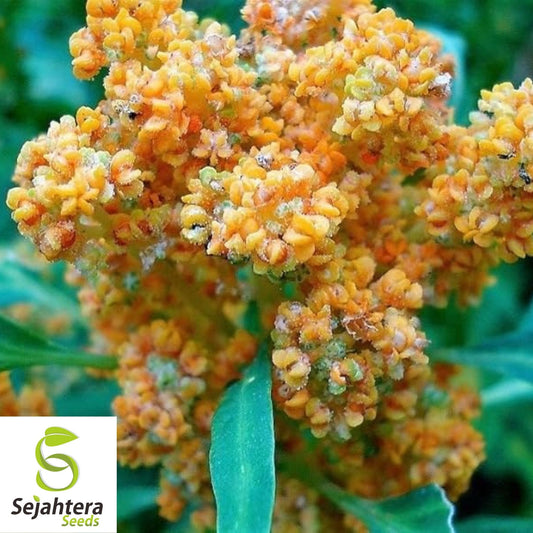Brilliant Rainbow Quinoa Seeds 100+ | Greens & Grain Vegetable NON-GMO USA