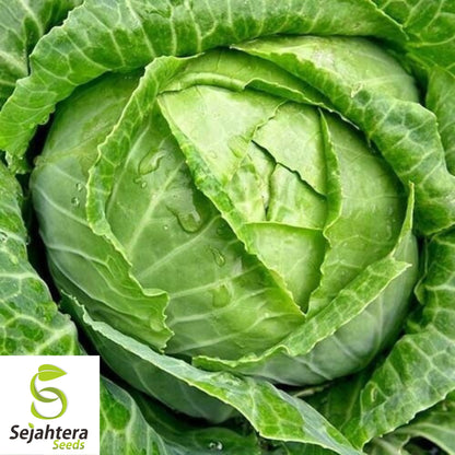 500 Copenhagen Market Early Cabbage Seeds - Non-GMO, Compact Heirloom Variety
