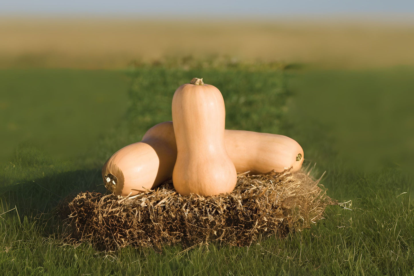 Organic Butternut Squash Seeds - 10 Seeds - Cucurbita moschata - Fresh Hand-Collected Vegetable Seeds for Home Gardening