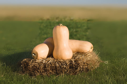 Organic Butternut Squash Seeds - 10 Seeds - Cucurbita moschata - Fresh Hand-Collected Vegetable Seeds for Home Gardening