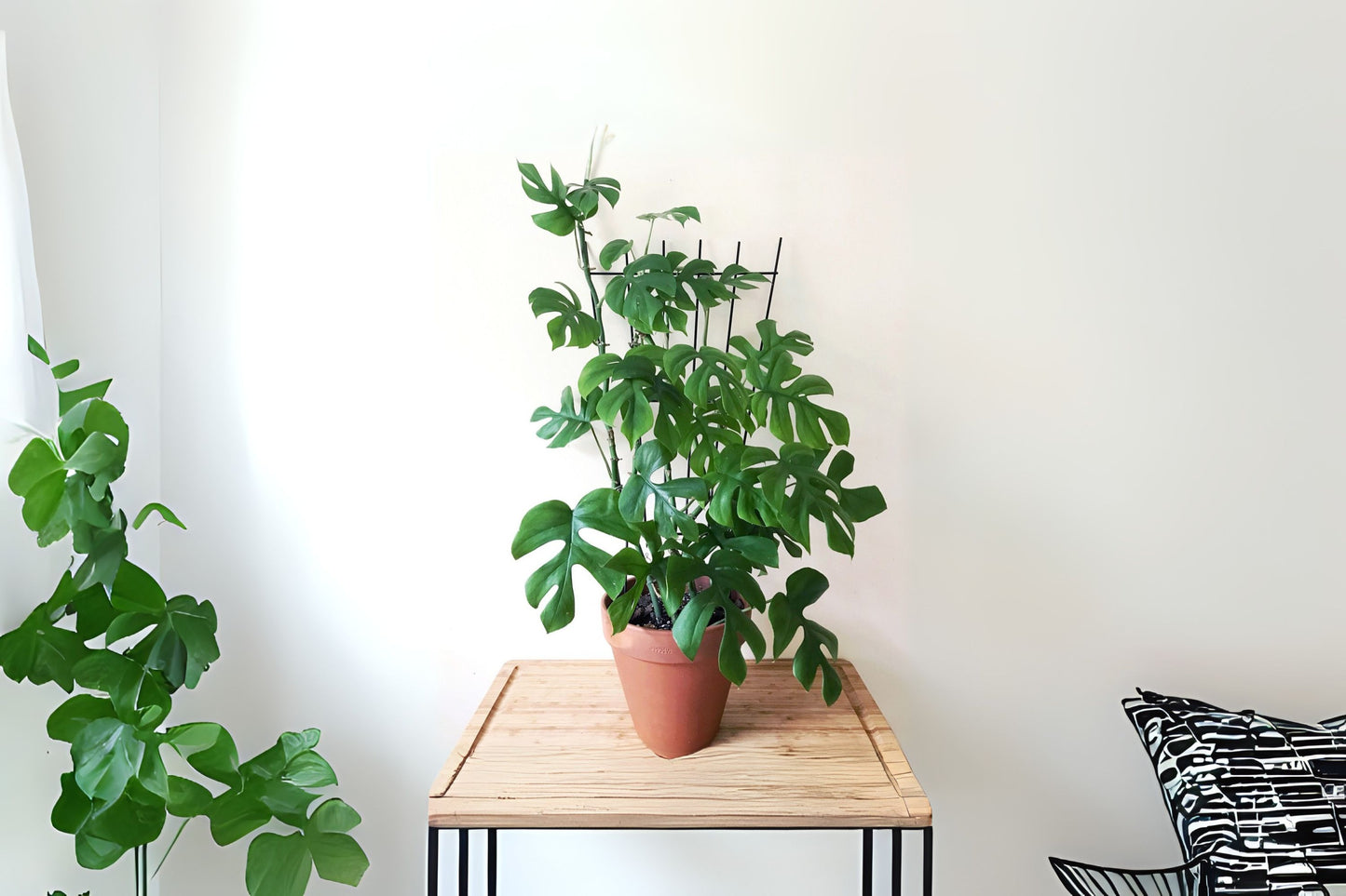 Mini Monstera Cutting, 2 Nodes, Mini Split-Leaf, Ginny Philodendron, Rhaphidophora tetrasperma - Live Plant Cutting for Propagation