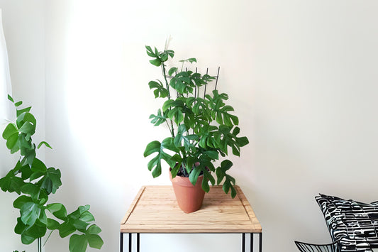 Mini Monstera Cutting, 2 Nodes, Mini Split-Leaf, Ginny Philodendron, Rhaphidophora tetrasperma - Live Plant Cutting for Propagation