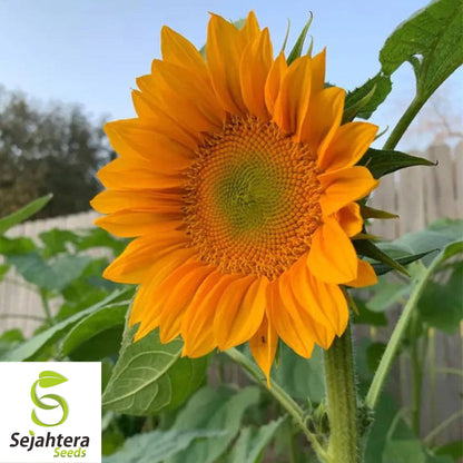 Double Sun Sunflower Seeds - 30+ Heirloom, Large, Bold & Rare Blooms