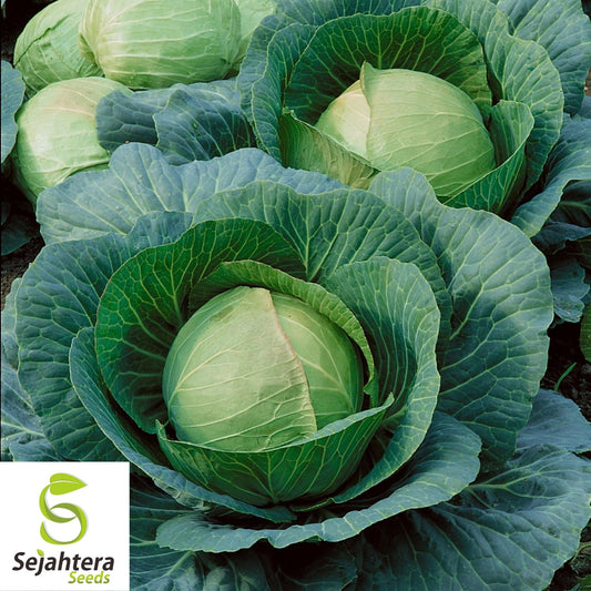 Brunswick Cabbage Seeds 500+ | Danish Ballhead Vegetable NON-GMO USA