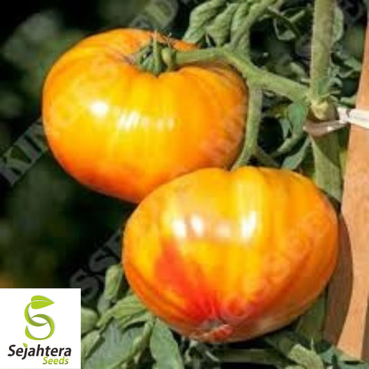 Buffalosun Tomato Seeds - 120+ Hybrid F1, Organic, High Yield & Fresh