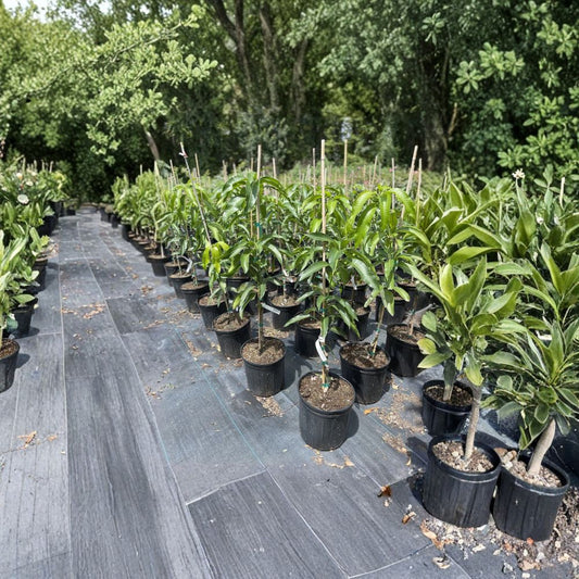 Maha Chanook Thai Mango Tree – Mangifera indica Grafted Live Tree | 2–3 Feet Tall | 3 Gallon Pot  Premium Thai Variety | Fiberless & Fragrant | Elegant Curved Fruit