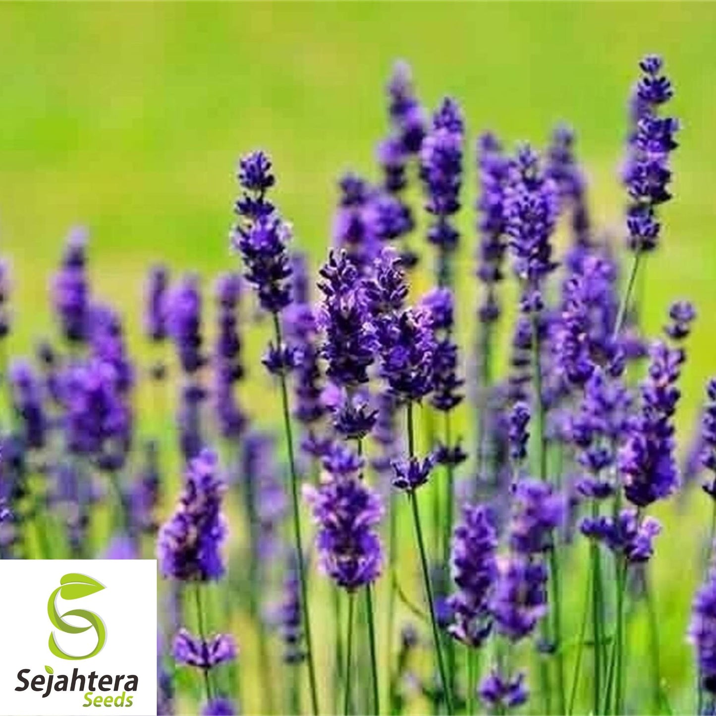 Lavender Vera Seeds - 1000+ Heirloom, Strong Scent, Medicinal & Pollinator-Friendly