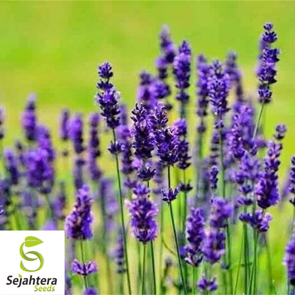 Lavender Vera Seeds - 1000+ Heirloom, Strong Scent, Medicinal & Pollinator-Friendly