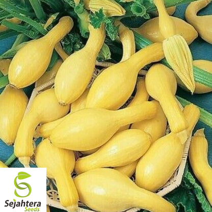 100+ Yellow Crookneck Squash Seeds – Heirloom, Non-GMO, Golden Summer, Fresh & Tasty