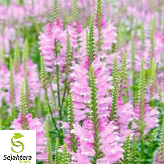 25+ Obedient Plant Seeds - Physostegia Virginiana, Pre-Stratified, Perennial