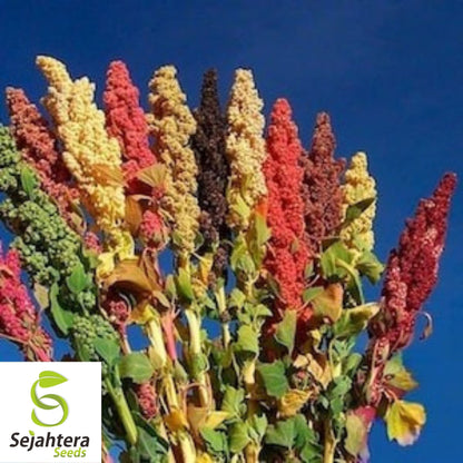 Brilliant Rainbow Quinoa Seeds 100+ | Greens & Grain Vegetable NON-GMO USA