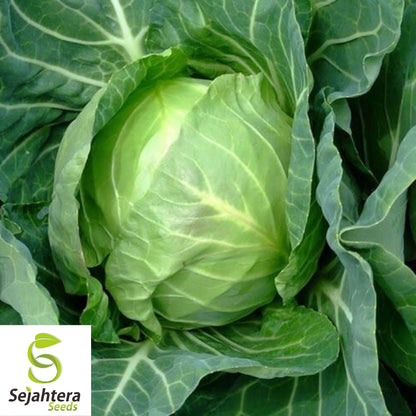 500 Copenhagen Market Early Cabbage Seeds - Non-GMO, Compact Heirloom Variety
