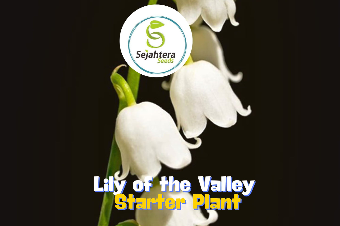 Lily of the Valley - 12+ Pips - White Fragrant Hardy Perennial Ground Cover