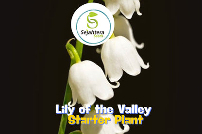 Lily of the Valley - 12+ Pips - White Fragrant Hardy Perennial Ground Cover
