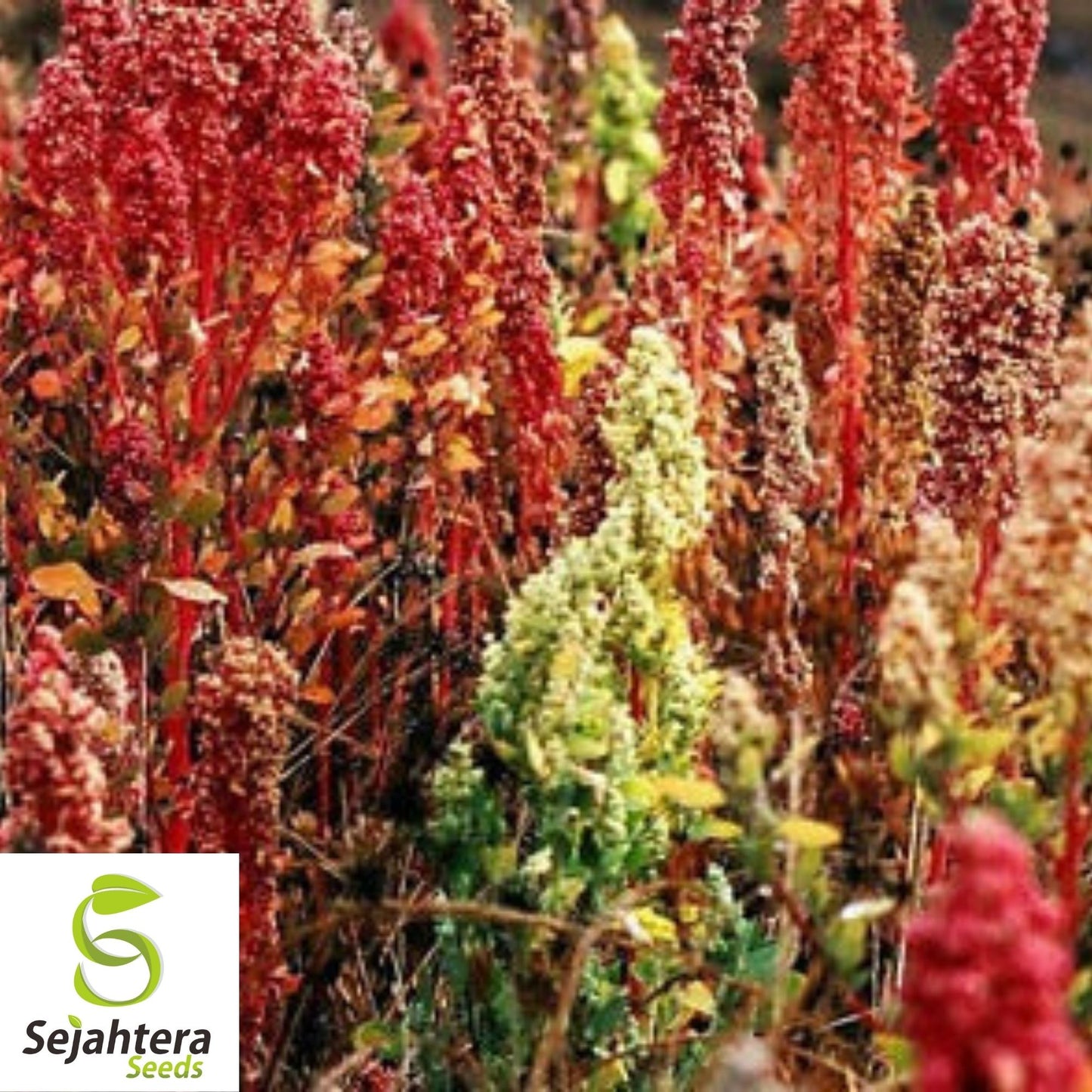 Brilliant Rainbow Quinoa Seeds 100+ | Greens & Grain Vegetable NON-GMO USA