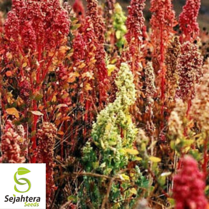 Brilliant Rainbow Quinoa Seeds 100+ | Greens & Grain Vegetable NON-GMO USA