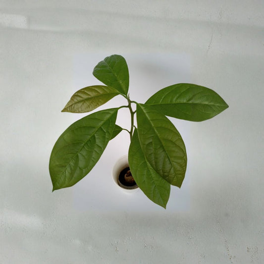 California Avocado Tree – Persea americana  Live Organic Avocado Tree | 12”+ Tall Rooted Evergreen Fruit Tree • California Grown