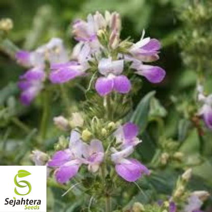 1000+ Collinsia Chines Houses Seeds - Purple White Annual Wildflower, USA