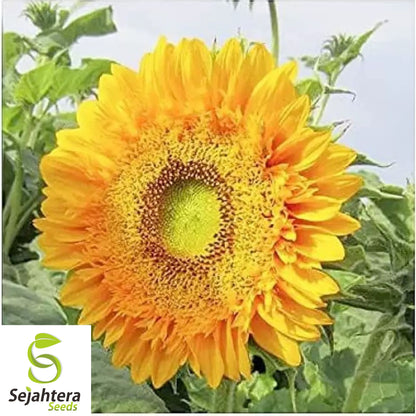 Double Sun Sunflower Seeds - 30+ Heirloom, Large, Bold & Rare Blooms