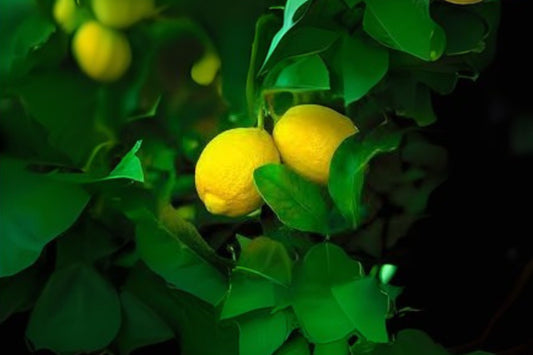 Organic Fresh Lisbon Lemon Leaves - 20 Hand Collected Leaves - Citrus limon - Free Shipping Over $35