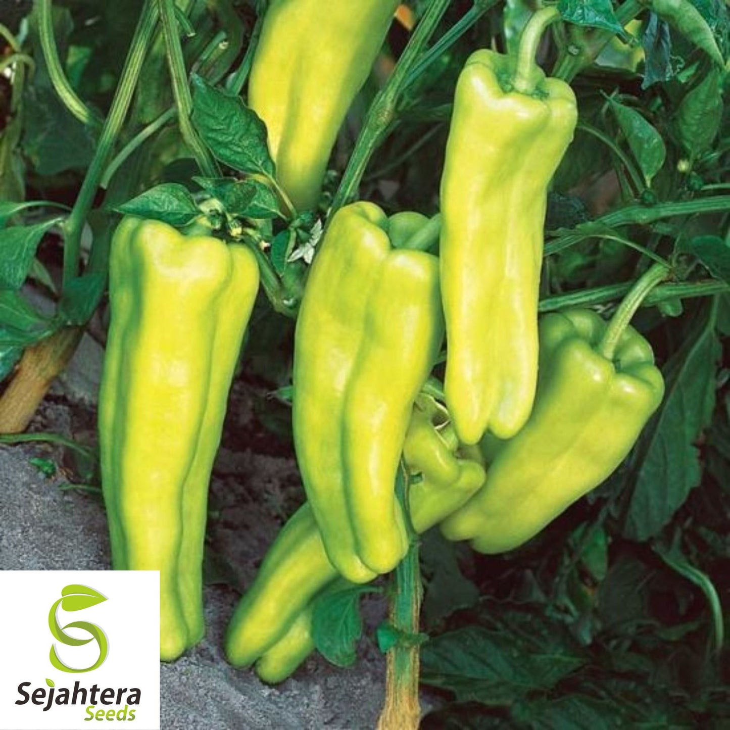 25 Cubanelle Sweet Pepper Seeds - Non-GMO, Mild & Versatile Variety