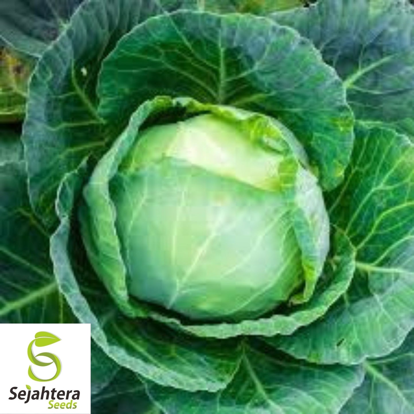 Brunswick Cabbage Seeds 500+ | Danish Ballhead Vegetable NON-GMO USA