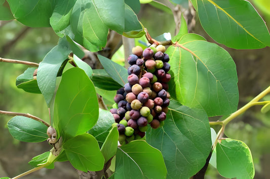 Sea Grape Plant 6in Pot - Coccoloba Uvifera - Tropical Coastal Plant - Well Rooted & Healthy - Edible Fruit & Salt Tolerant