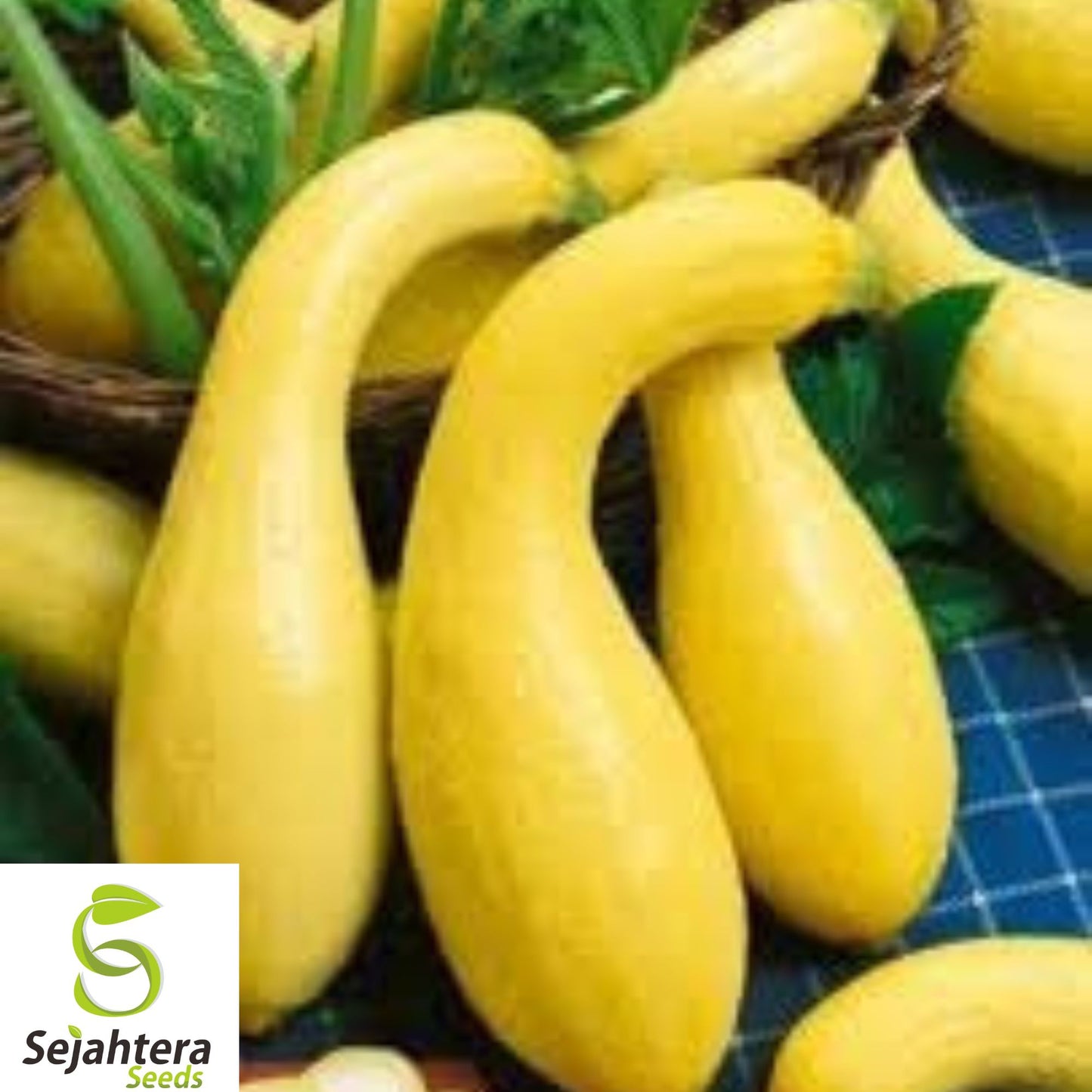 100+ Yellow Crookneck Squash Seeds – Heirloom, Non-GMO, Golden Summer, Fresh & Tasty