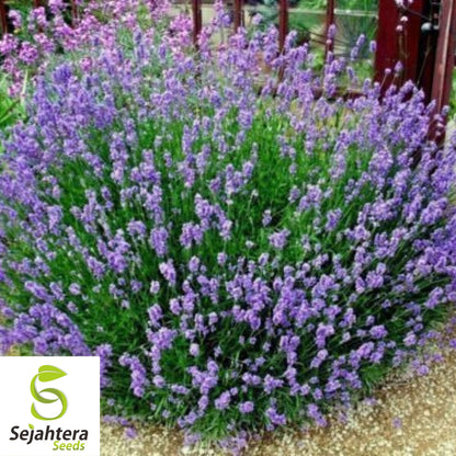 Lavender Vera Seeds - 1000+ Heirloom, Strong Scent, Medicinal & Pollinator-Friendly