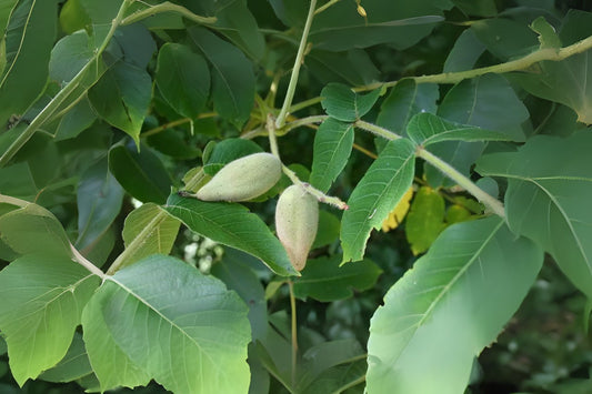 Manchurian Walnut (Juglans mandshurica)