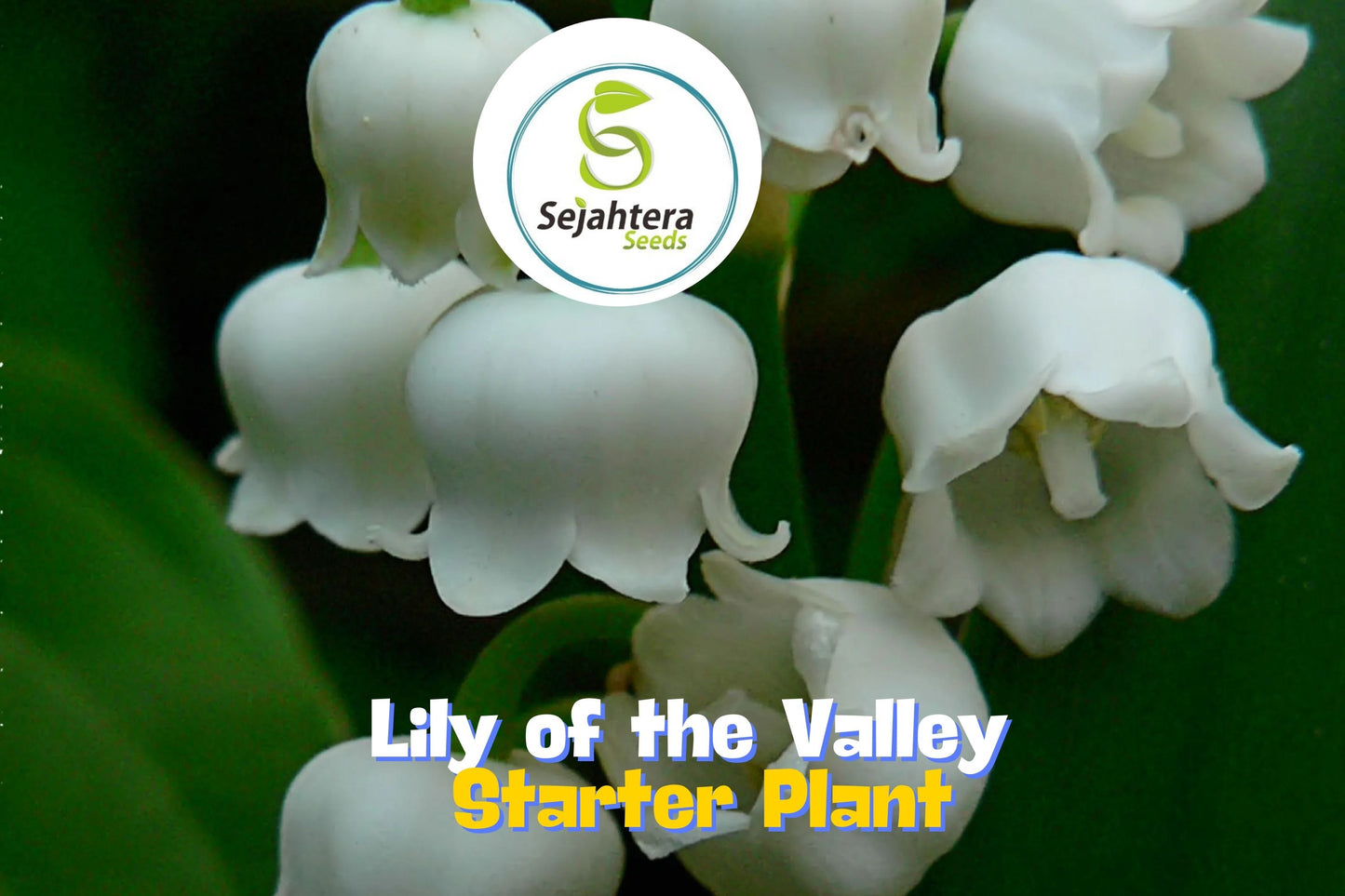 Lily of the Valley - 12+ Pips - White Fragrant Hardy Perennial Ground Cover