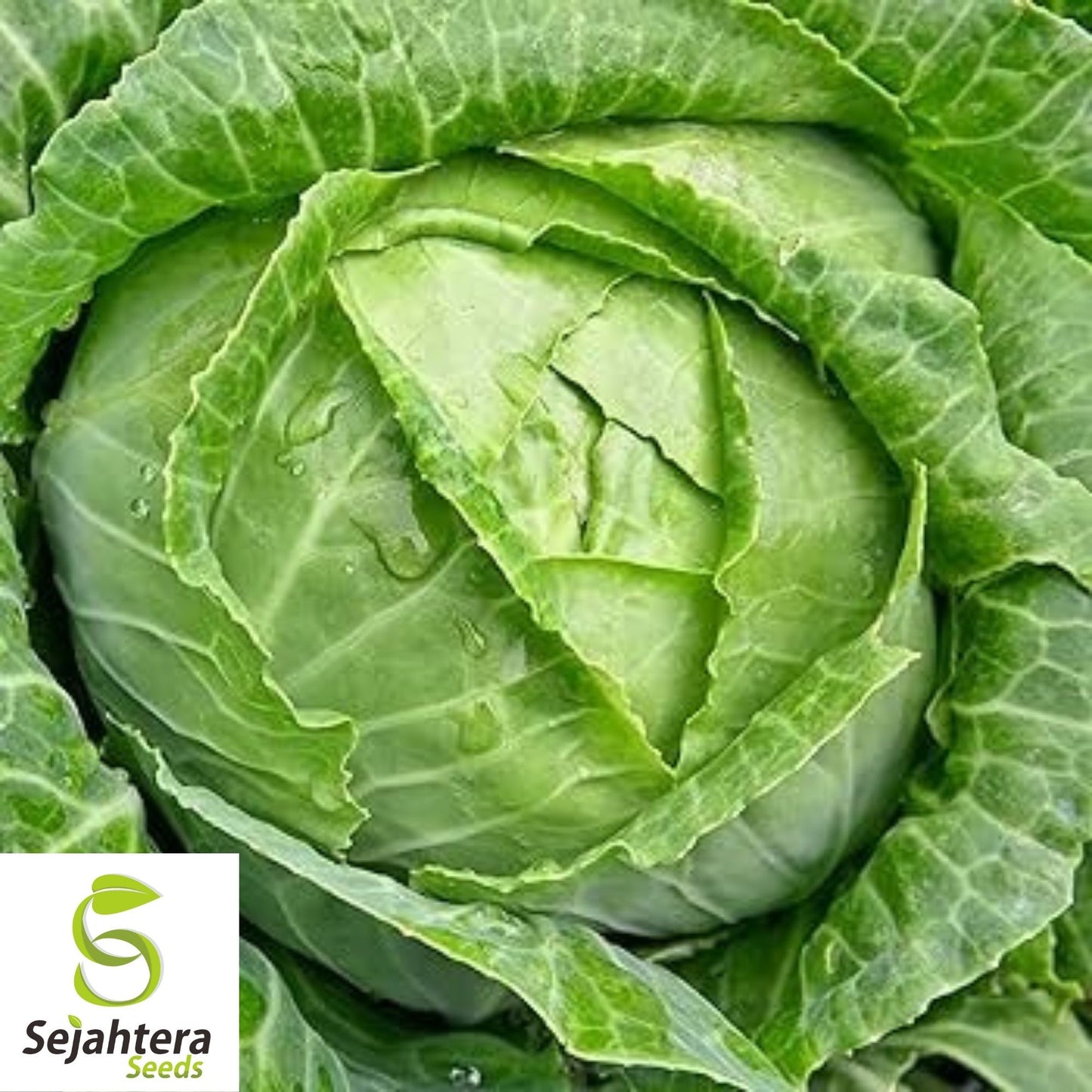 Brunswick Cabbage Seeds 500+ | Danish Ballhead Vegetable NON-GMO USA