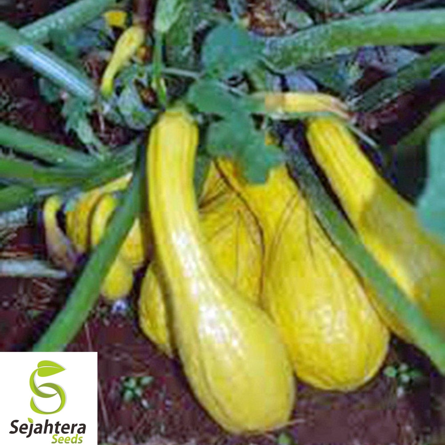 100+ Yellow Crookneck Squash Seeds – Heirloom, Non-GMO, Golden Summer, Fresh & Tasty