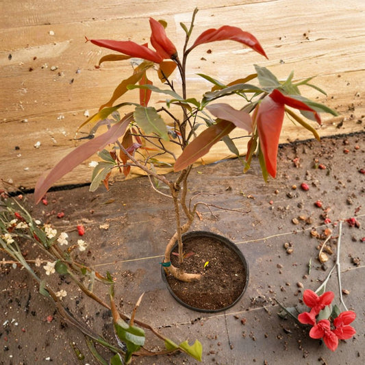 Mai Vàng Việt Nam Bonsai – Ochna integerrima Live Bonsai Tree | 1–2 Feet Tall | Ships in 3 Gallon Pot  Golden Yellow Blooms | Vietnamese Apricot | Ornamental Flowering Tree