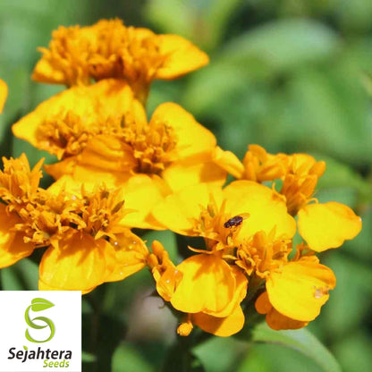 Mexican Mint Marigold Seeds {Tagetes lucida} 50+ | Medicinal Herb, Spice & Flower
