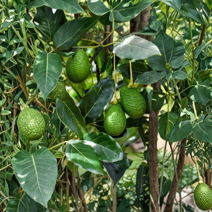 California Avocado Tree – Persea americana  Live Organic Avocado Tree | 12”+ Tall Rooted Evergreen Fruit Tree • California Grown