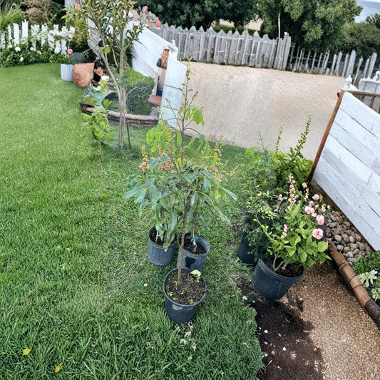 Julie Mango Tree – Mangifera indica Live Tree | Approximately 2 Feet Tall | Caribbean Favorite  Compact & Flavorful | Patio Friendly | Tropical Classic