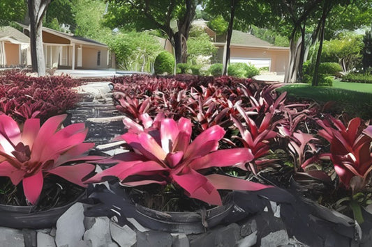 Neoregelia Plant 6" Rouge Bromeliad - Tropical Indoor Houseplant (Neoregelia spp.) - Vibrant Color, Easy Care, Decorative Pot