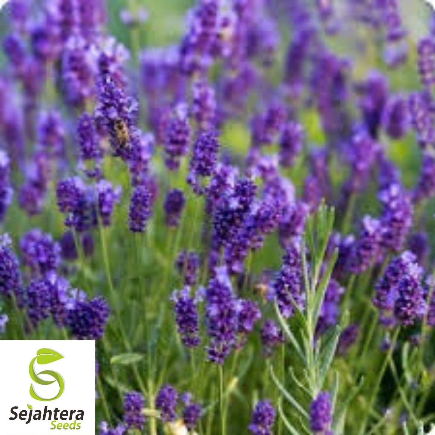 Lavender Vera Seeds - 1000+ Heirloom, Strong Scent, Medicinal & Pollinator-Friendly