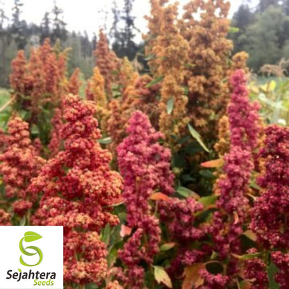 Brilliant Rainbow Quinoa Seeds 100+ | Greens & Grain Vegetable NON-GMO USA