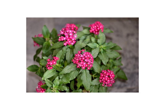 Pentas Plant 6in Pink Flowering Variety - Butterfly Magnet - Pentas lanceolata for Garden or Patio