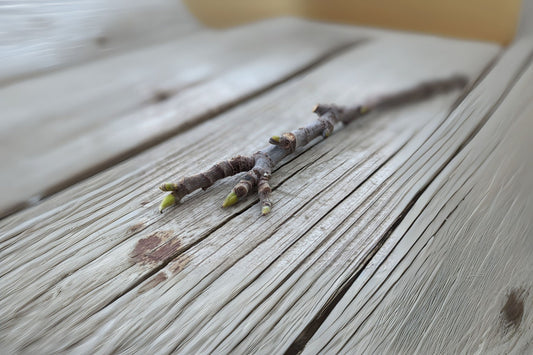 Organic Kadota Fig Cuttings - 6 Fresh Stems, 8-12 inches, Ficus carica, Rooting Tips Included