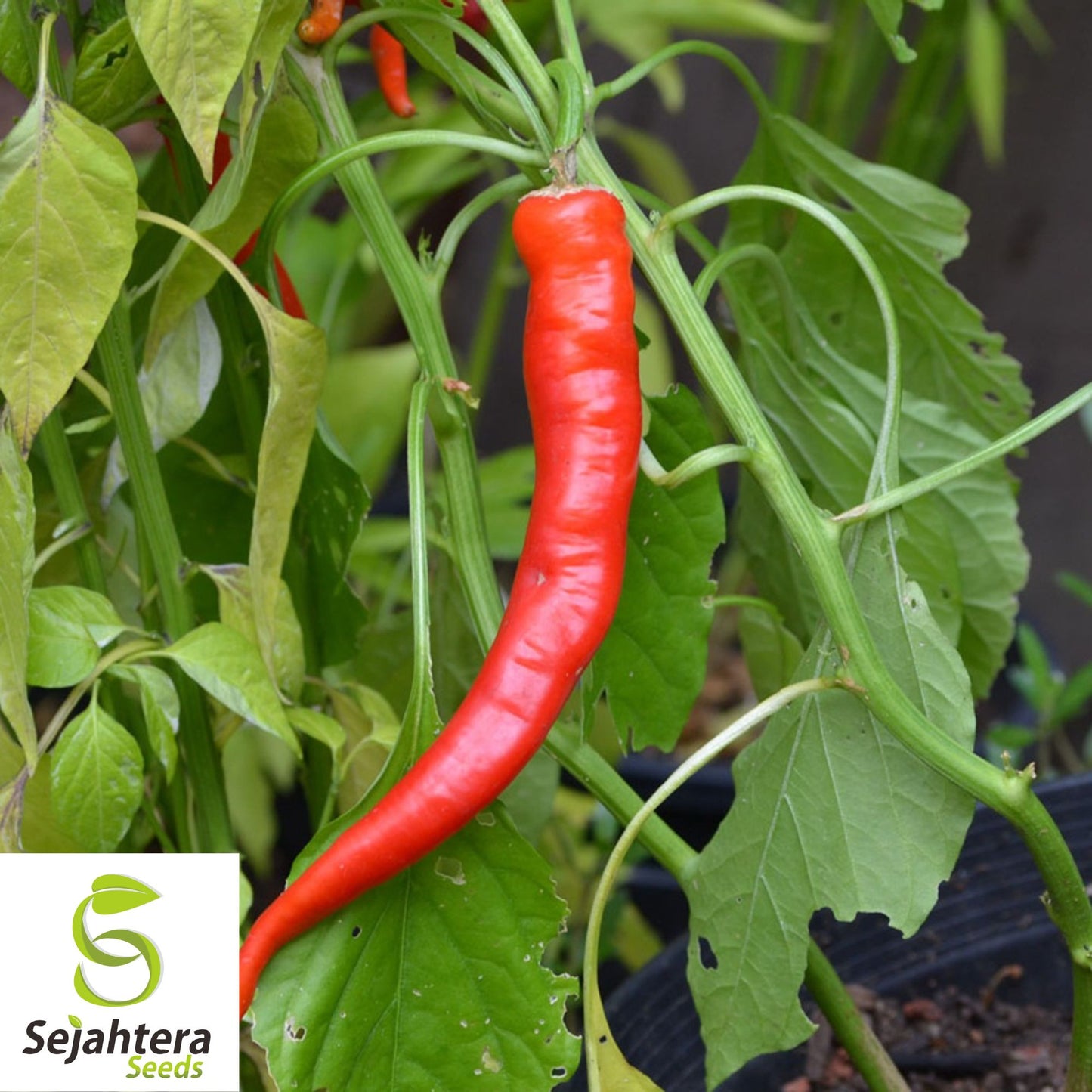 25 Cowhorn Pepper Seeds - Non-GMO, Spicy & Productive Variety