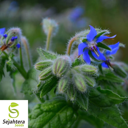 Borage Herb Seeds - 100+ Heirloom - Pollinator-Friendly & Pest Repellent - Non-GMO