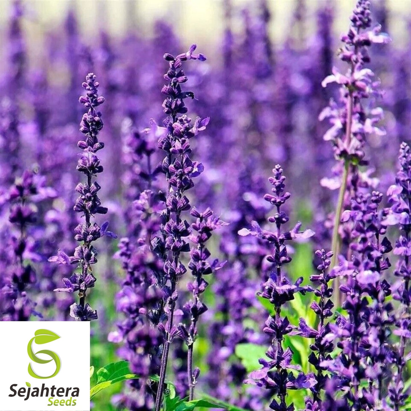 Lavender Vera Seeds - 1000+ Heirloom, Strong Scent, Medicinal & Pollinator-Friendly